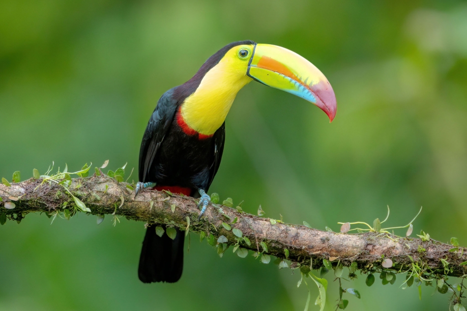 rybo_lub - Można fajnie wyglądać?. keel-billed toucan - Ramphastos sulfuratus . Zdjęcie 328405