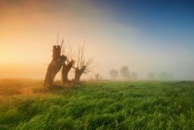 Żuławskie wierzby