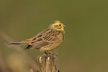 Trznadel (Emberiza citr...