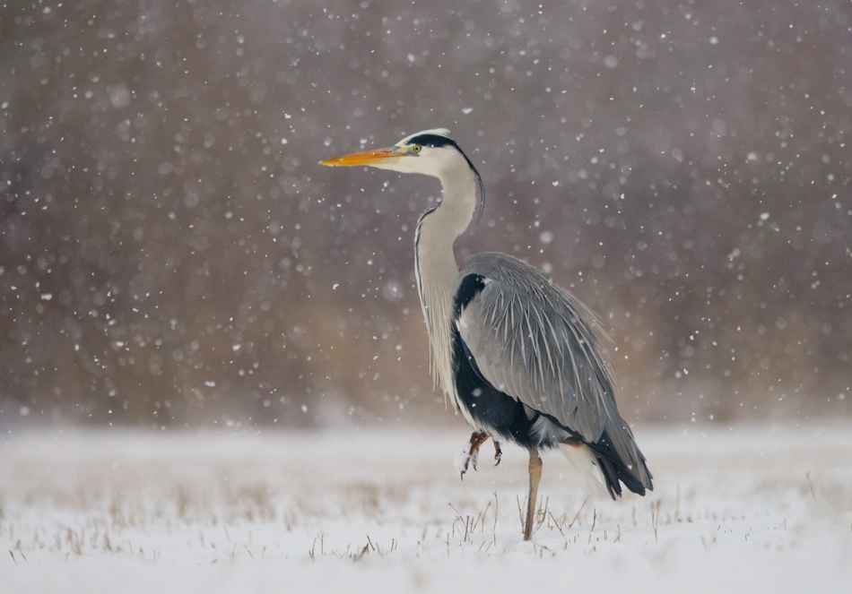 amigamedia - Marsz.  Czapla siwa - Ardea cinerea. Zdjęcie 171709