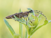 Agapanthia villosovirid...