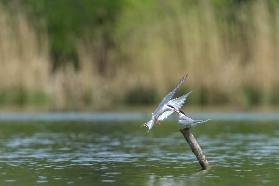 amigamedia - Przez żołądek,do jej serca  (:. Rybitwa rzeczna (Sterna hirundo) Przyroda naszego regionu - Gorzyce. Sony ILCE-1+Sony SEL200600G FE 200-600mm f/5.6-6.3 G OSS. Przysłona: f/6,3; Czas ekspozycji: 1/2500 s; ISO: 640; Ogniskowa: 600 mm.. Zdjęcie 332183