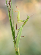 Mantis religiosa