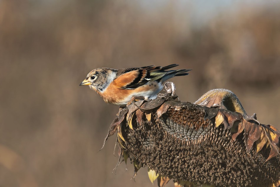 Jer na stołówce. . Zdjęcie 337695