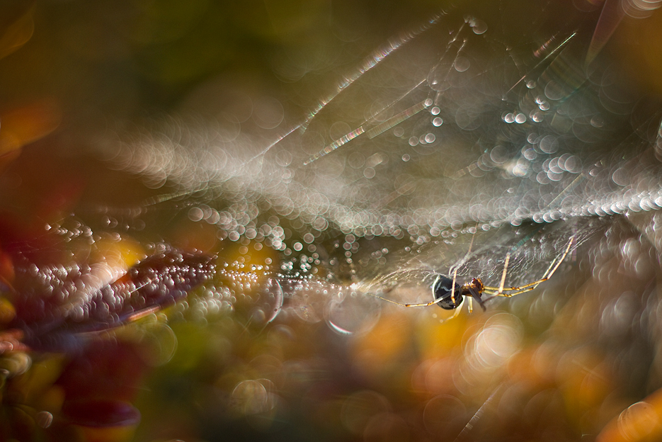 agnez - *. M42. Zdjęcie 129170