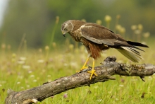 Błotniak stawowy 
