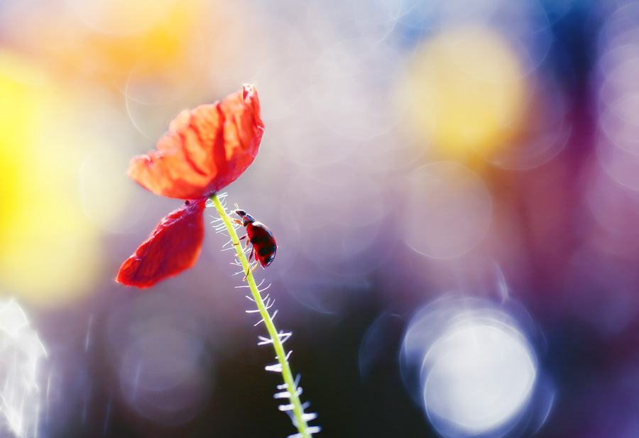 bluejeans - Pod makiem. . Zdjęcie 108431