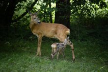 mama i ja