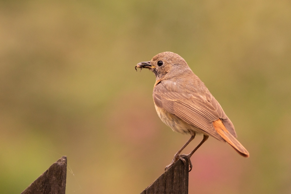 radson_foto - pleszka (Phoenicurus phoenicurus) Samica. . Zdjęcie 315657