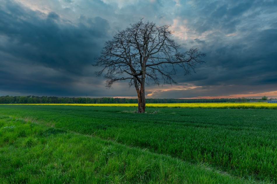Samotne drzewo. Stefanów gm. Rokiciny (woj. łódzkie). . Zdjęcie 340421