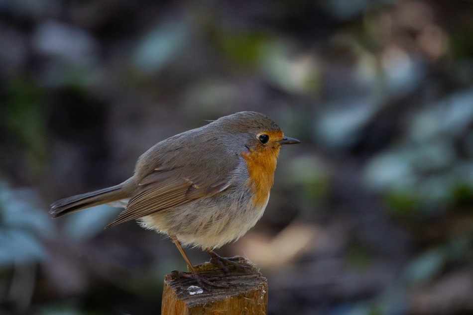 rudzik. . Zdjęcie 339735