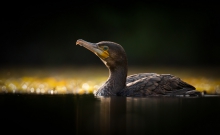 Kormoran - Phalacrocora...