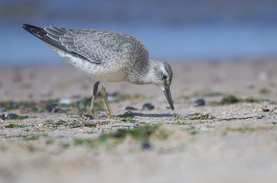 roman53 - Biegus rdzawy. . Zdjęcie 319213