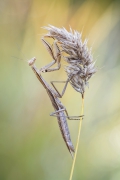 Mantis religiosa