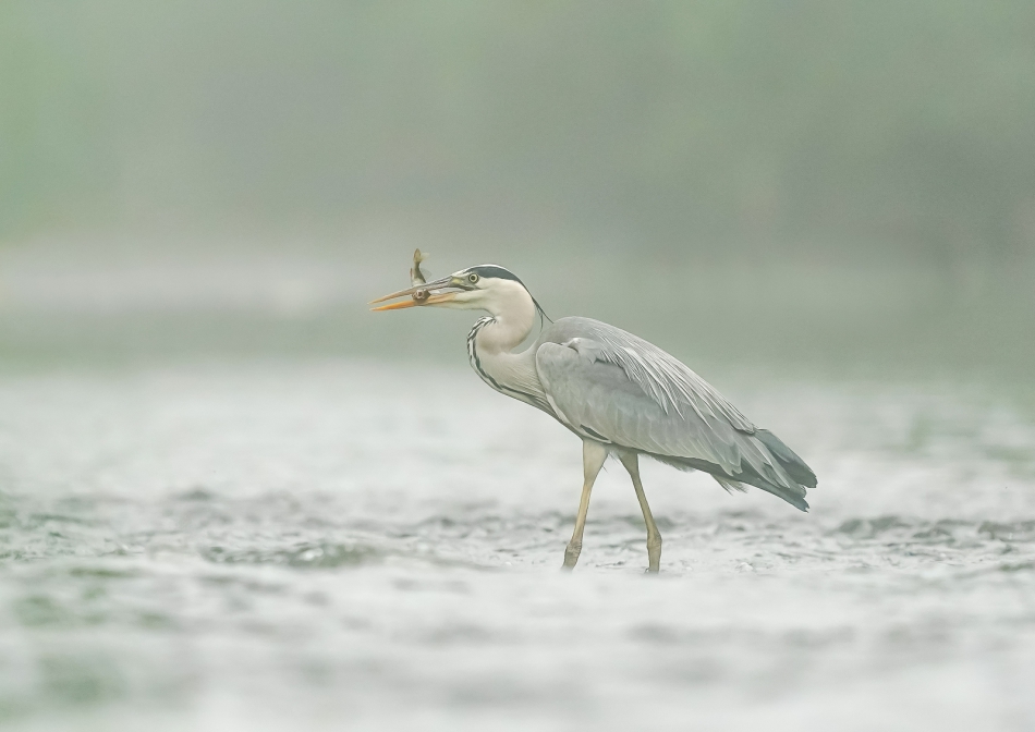 amigamedia - Śniadania czas. Czapla siwa (Ardea cinerea) Przyroda Naszego Regionu - Śląsk Cieszyński - Skoczów. Sony ILCE-9+Sony SEL200600G FE 200-600mm f/5.6-6.3 G OSS Przysłona: f/6,3; Czas ekspozycji: 1/1000 s; ISO: 1600; Ogniskowa: 600 mm.. Zdjęcie 316105