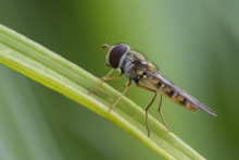 Episyrphus balteatus.