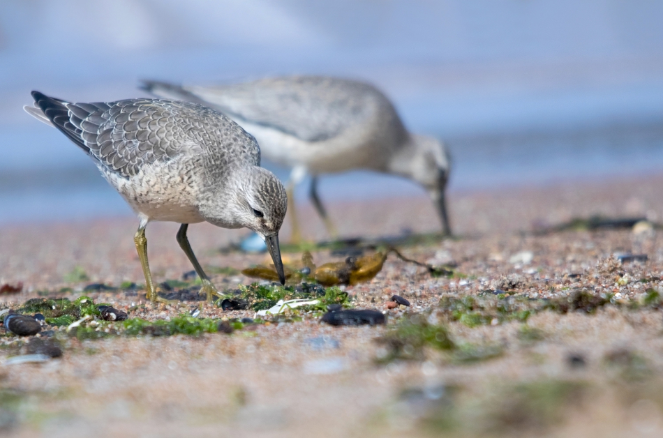 roman53 - . . Zdjęcie 306910