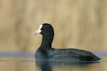  Łyska