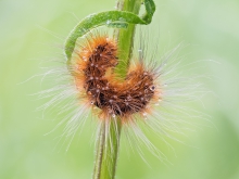 Arctia sp  
