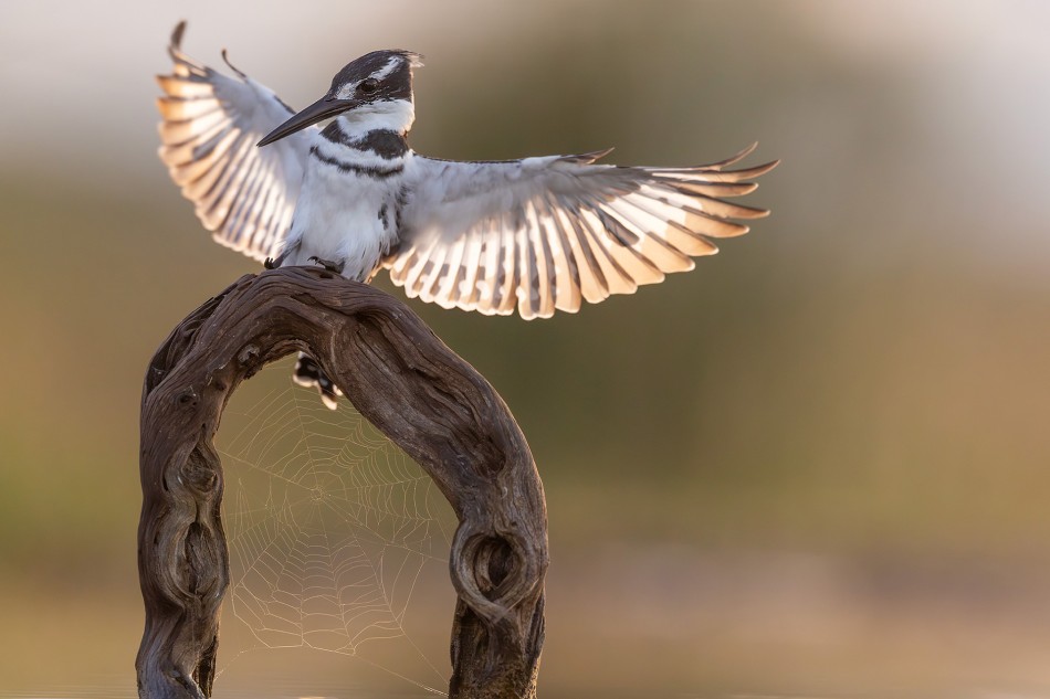 Sieci zastawione. Rybaczek srokaty (Ceryle rudis) . Zdjęcie 340441
