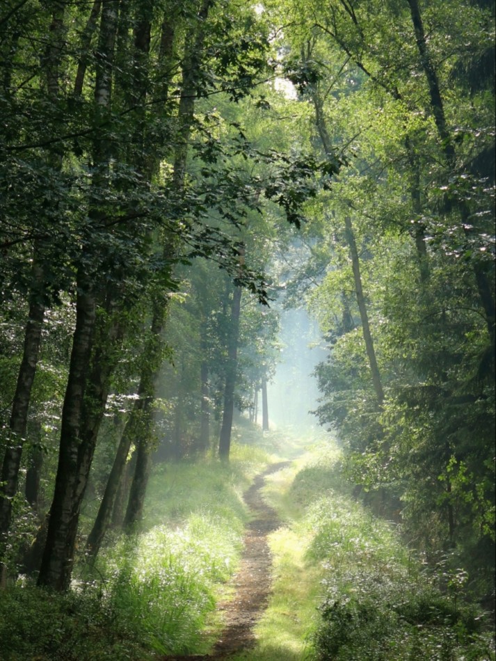 Poranek w lesie. . Zdjęcie 338957