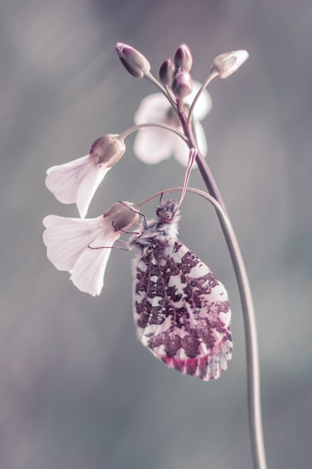 marek50 - . . Zdjęcie 195441