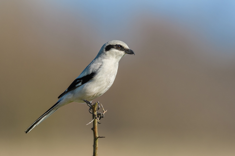raftik - Srokosz, Northern Shrike (Lanius excubitor) ... 2019r . . Zdjęcie 243023
