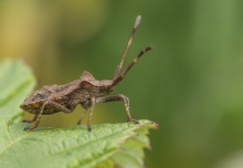 Wtyk straszyk (Coreus m...