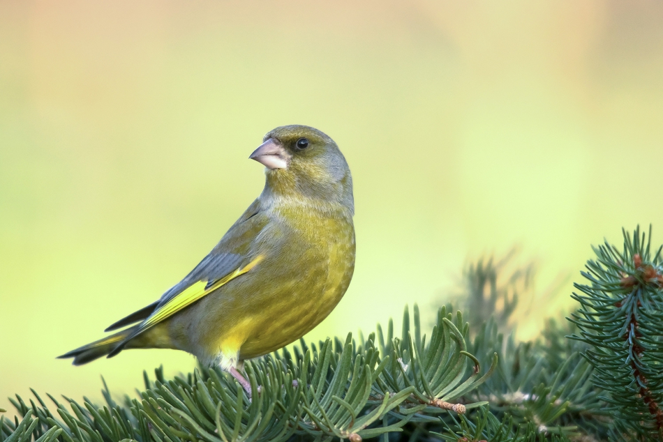 roman53 - . . Zdjęcie 302264