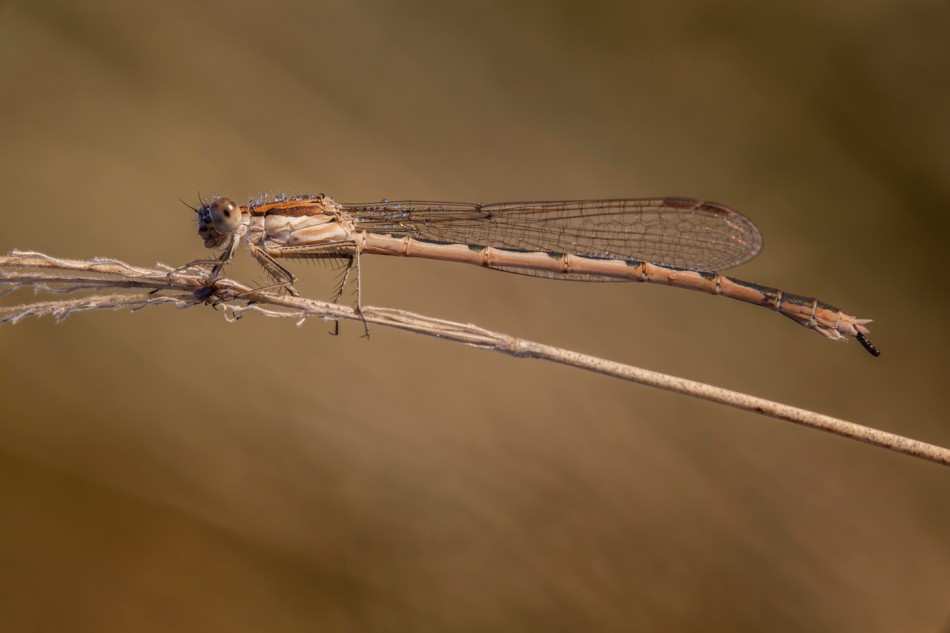 Straszka. and a dark passenger.... Zdjęcie 339066