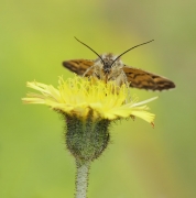 Carterocephalus