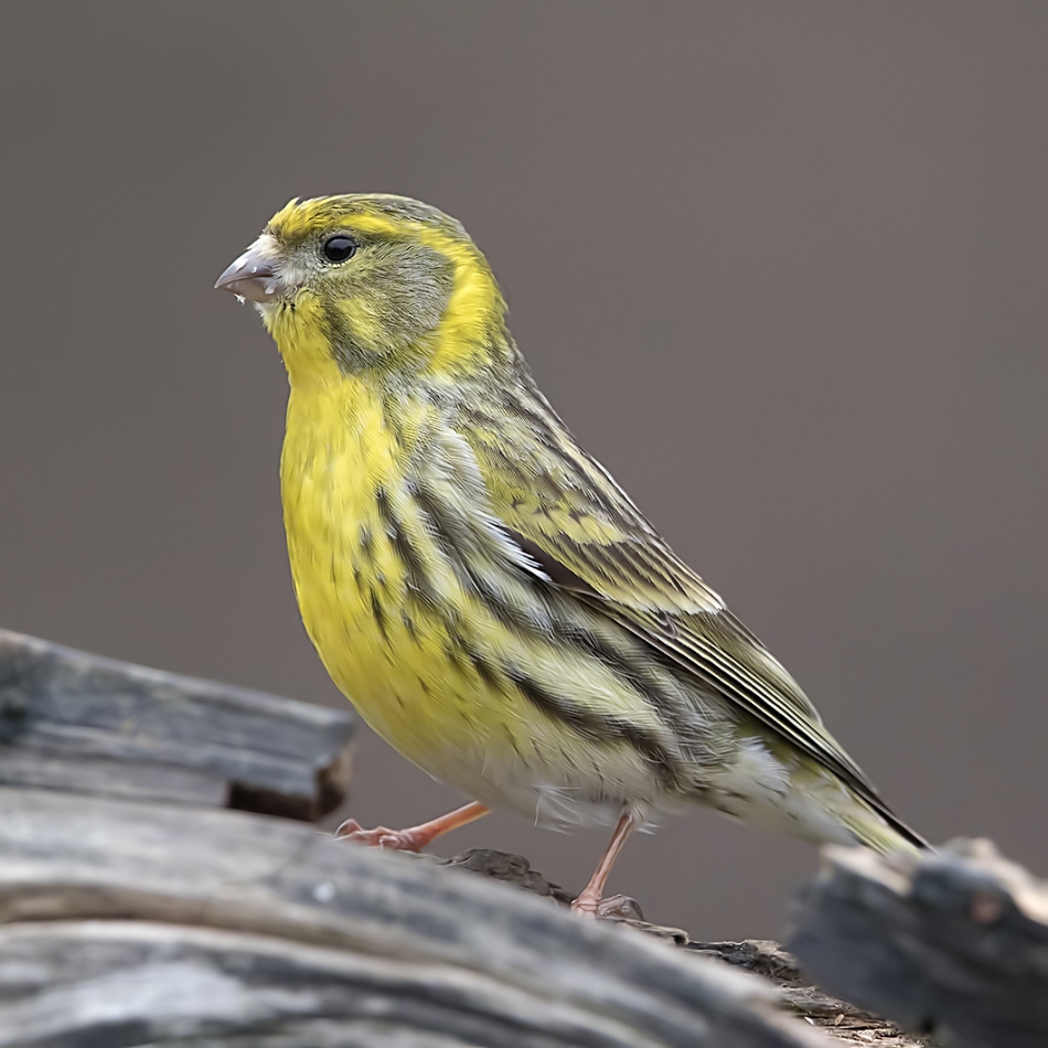 roman53 - Kulczyk. . Zdjęcie 314572