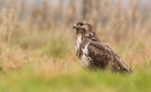 Myszołów (Buteo buteo)