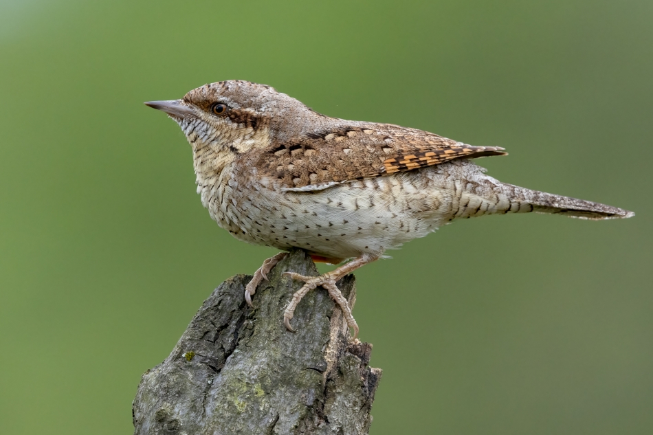 prajzner - Krętogłów. . Zdjęcie 336543