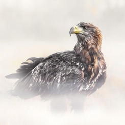 Bielik w mglistym krajobrazie