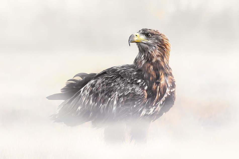 Bielik w mglistym krajobrazie. . Zdjęcie 337854