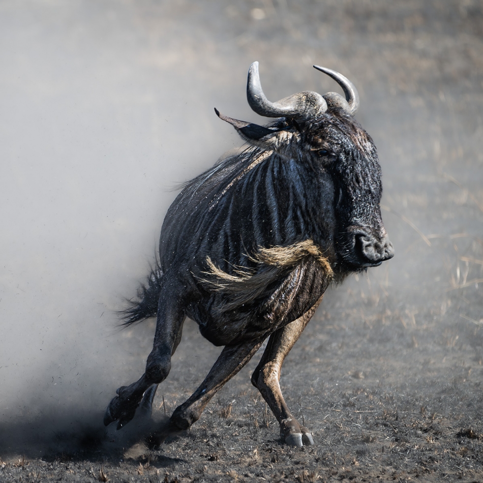 Przemekkaz - Przegrany. Samiec Gnu Uciekający po przegranej walce - Serengeti Tanzania. Zdjęcie 332723