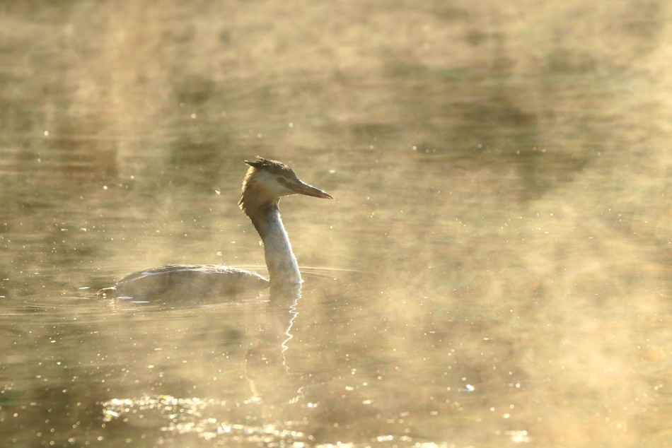 We mgle. . Zdjęcie 339123