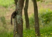 Wiewiórka pospolita, odmiana czarna
