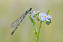Ischnura pumilio