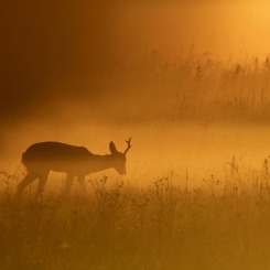 Duch bursztynowej łąki