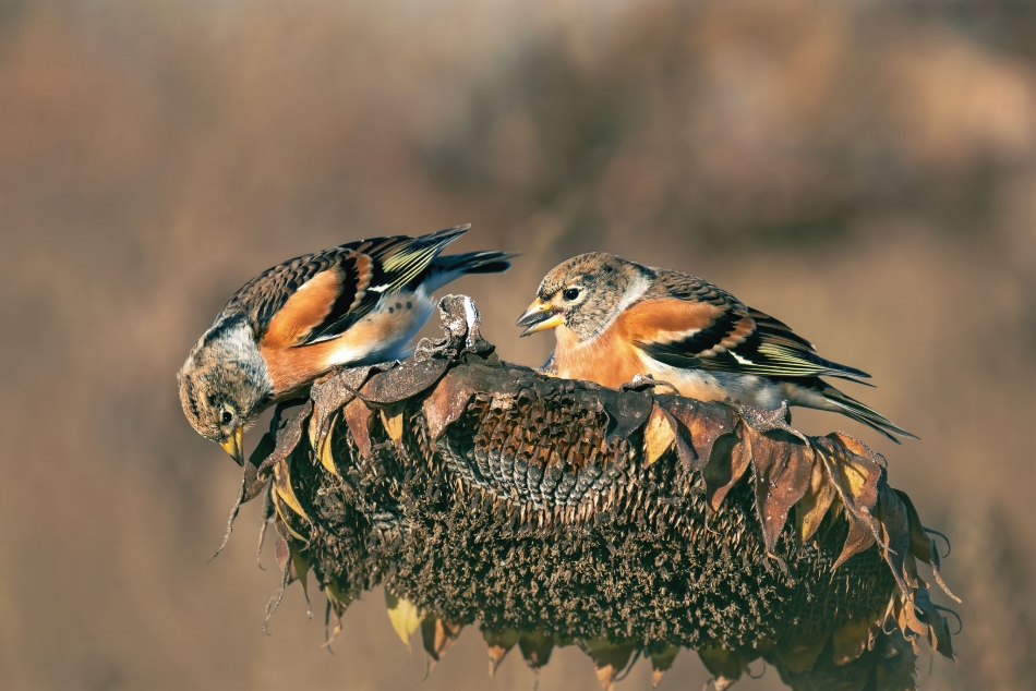 Jery na stołówce. . Zdjęcie 336463