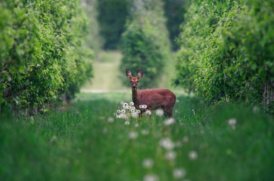 valkirja - . . Zdjęcie 302346