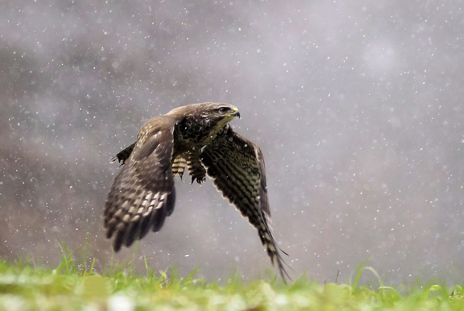 amigamedia - Śnieżny patrol. Myszołów (Buteo buteo). Zdjęcie 182723
