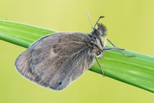 Coenonympha pamphilus