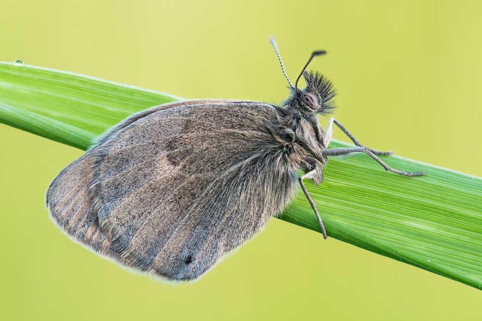prajzner - Coenonympha pamphilus. PE. Zdjęcie 168789