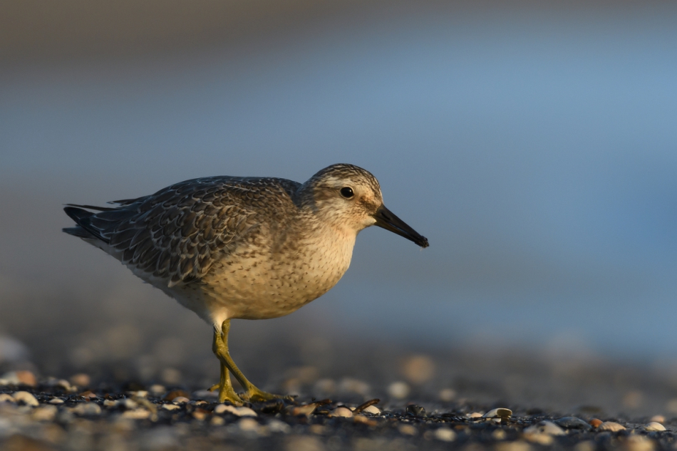 tomeq67 - Biegus rdzawy.. . Zdjęcie 274281