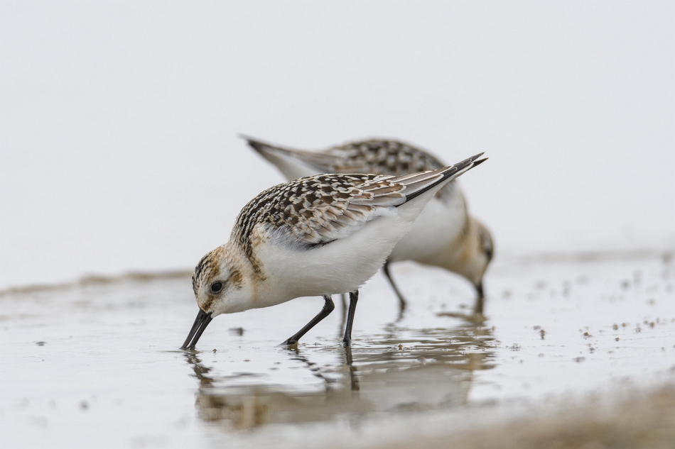 tomeq67 - Piaskowce. Zapraszam na PE. Zdjęcie 277434