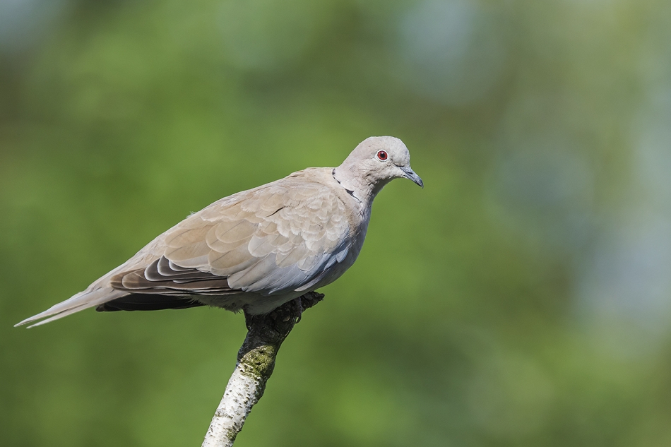 aratta - Sierpówka / synogarlica turecka (Streptopelia decaocto). . Zdjęcie 326461