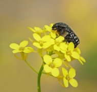 Oxythyrea funesta